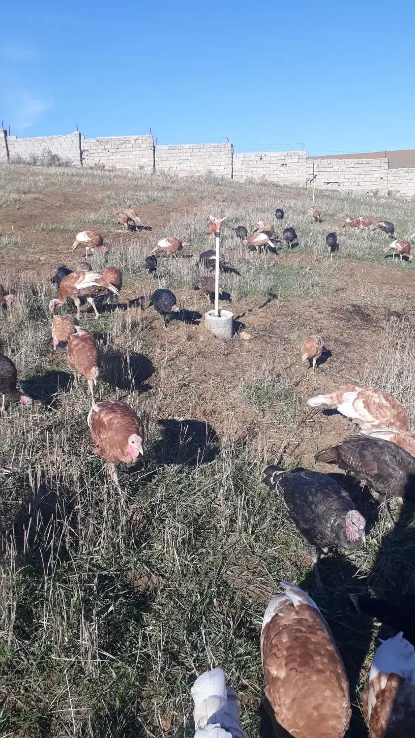 بوقلمون طبیعی|حیوانات مزرعه|بیله سوار, |دیوار