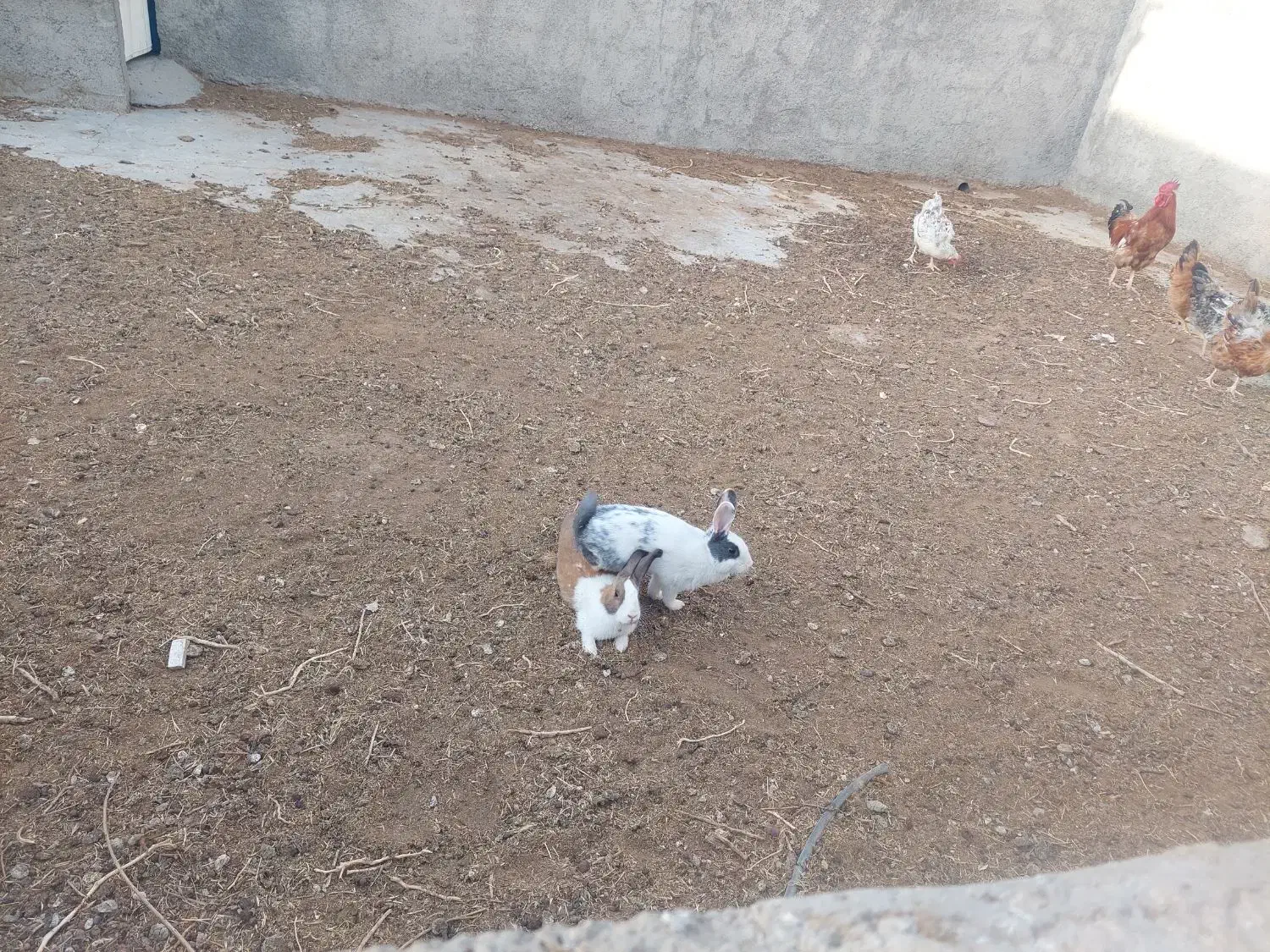 خرگوش فروشی|موش و خرگوش|فردوس (خراسان), |دیوار