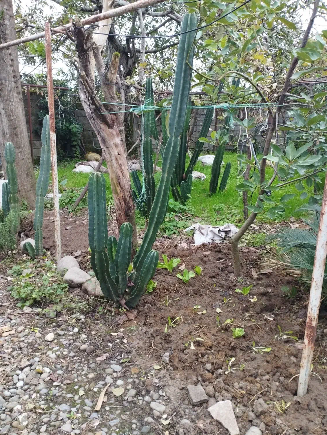 کاکتوس|گل و گیاه طبیعی|شیرود, |دیوار