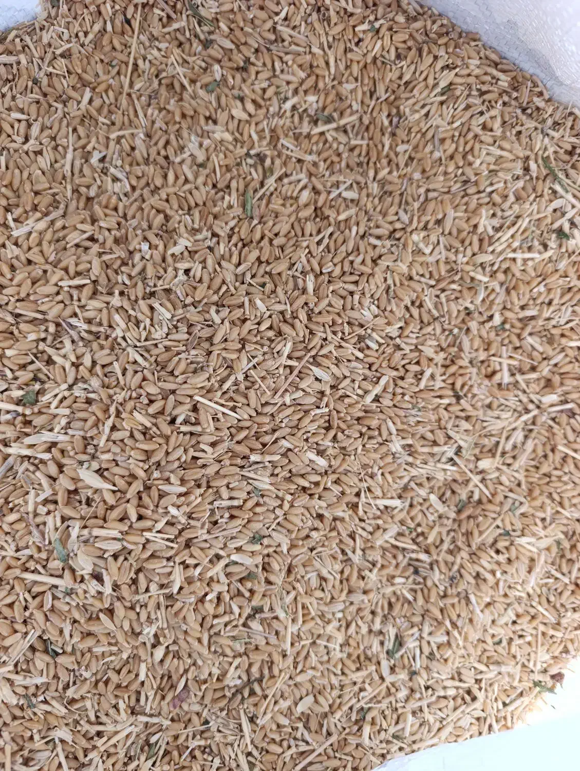 گندم|لوازم جانبی حیوانات|ترکمانچای, |دیوار