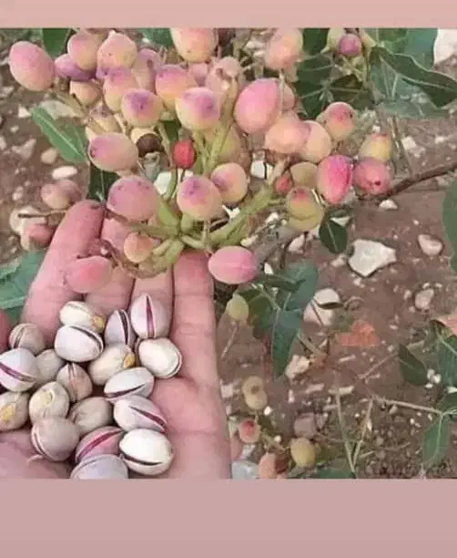 مشاوره تخصصی کاشت و برداشت پسته افزایش عملکرد باغ|خدمات باغبانی و درختکاری|قم, زنبیل آباد|دیوار