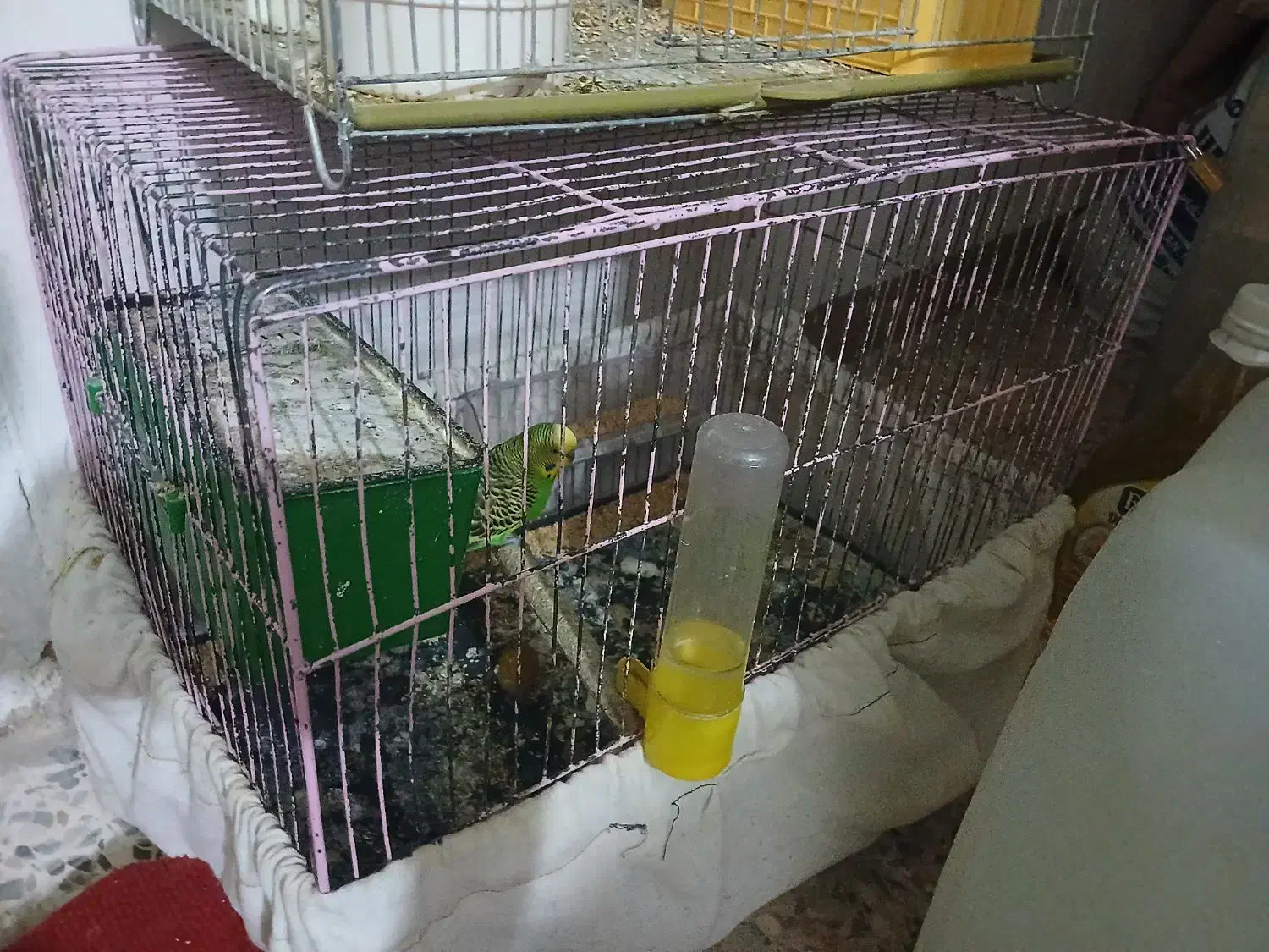 3عدد مرغ عشق دوتا ماده یک نر روی تخم خوابیده|پرنده|یاسوج, |دیوار