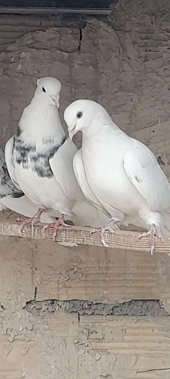 کبوترپرشی|پرنده|ری, شهرری|دیوار