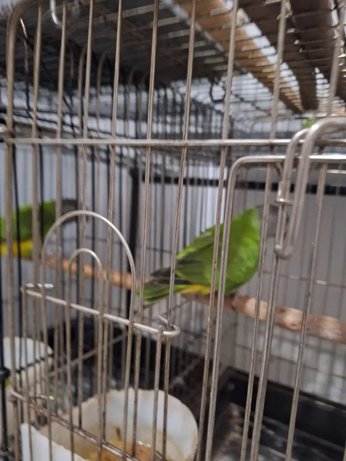 طوطی سنگال|پرنده|اندیمشک, |دیوار