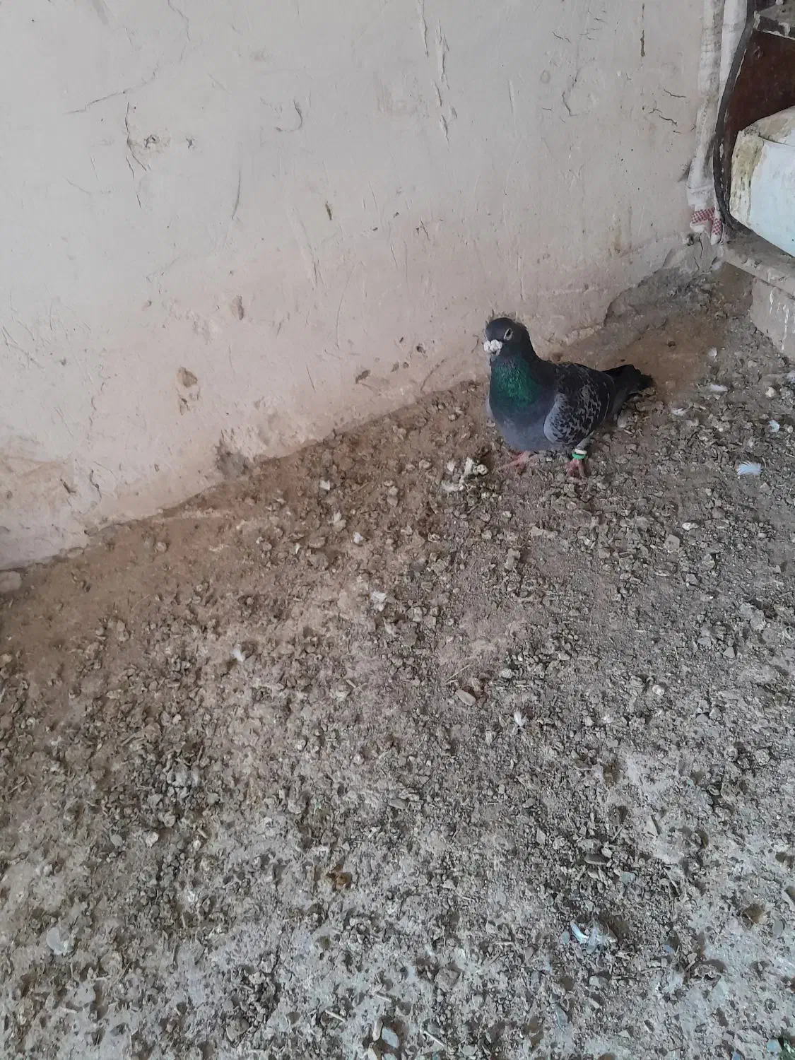 کفتر پاکستانی و پلاکی نر|پرنده|رشتخوار, |دیوار