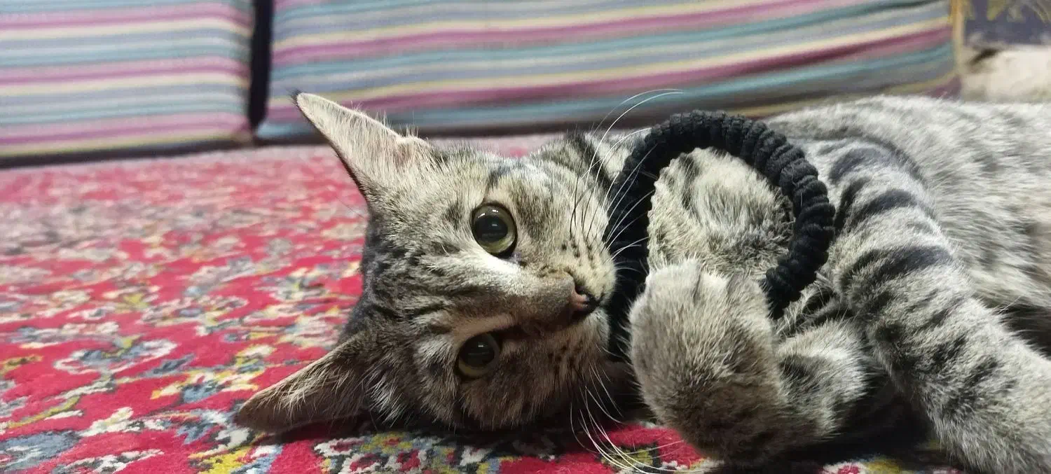 حیوان خانگی|گربه|مینودشت, |دیوار