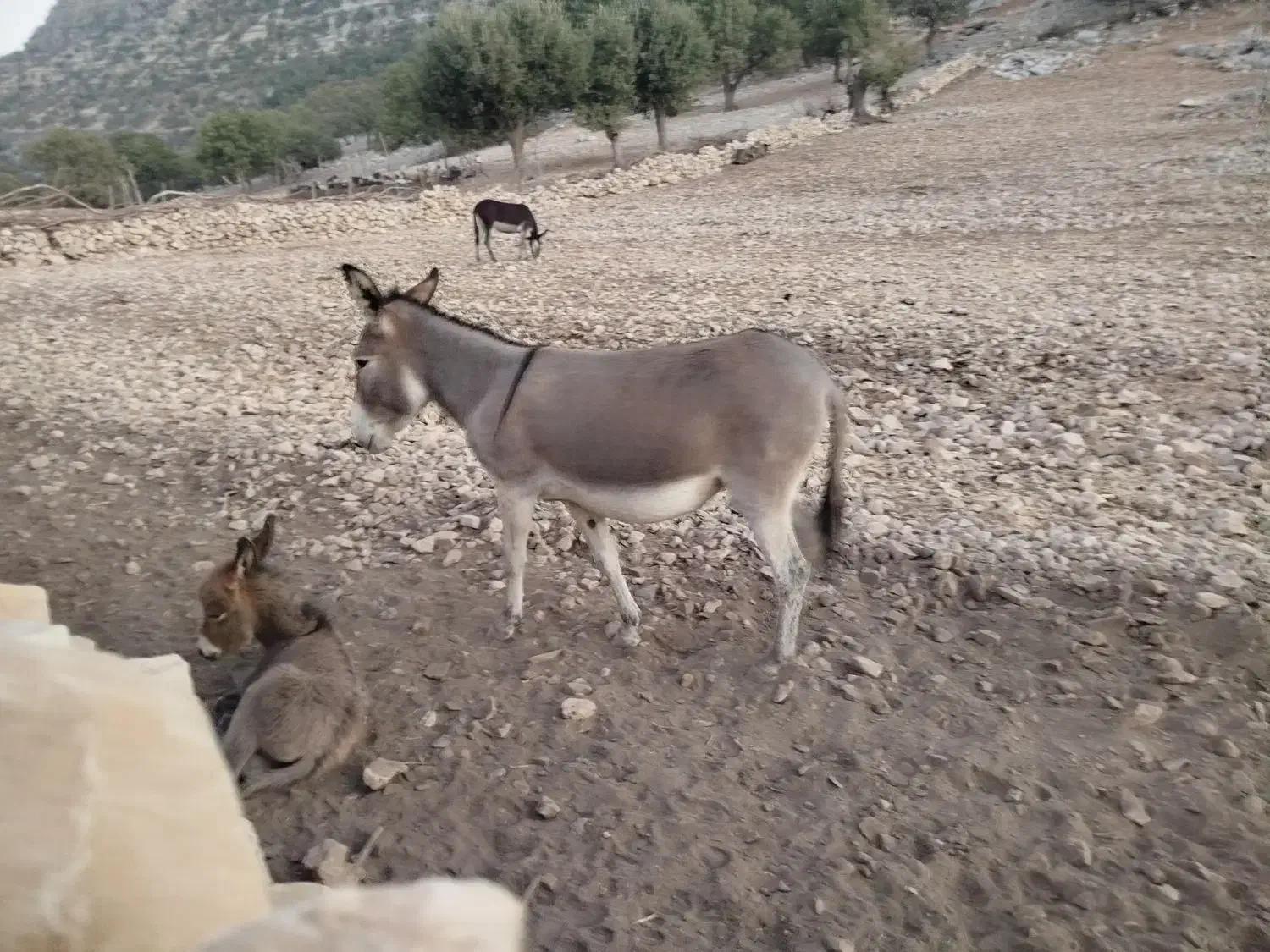 فروش الاغ|حیوانات مزرعه|دهدشت, |دیوار