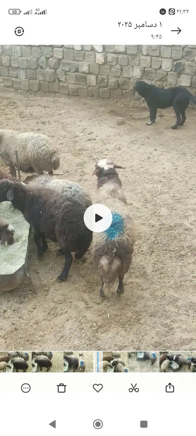 یک راس قوچ دوسال میش رون|حیوانات مزرعه|داران, |دیوار