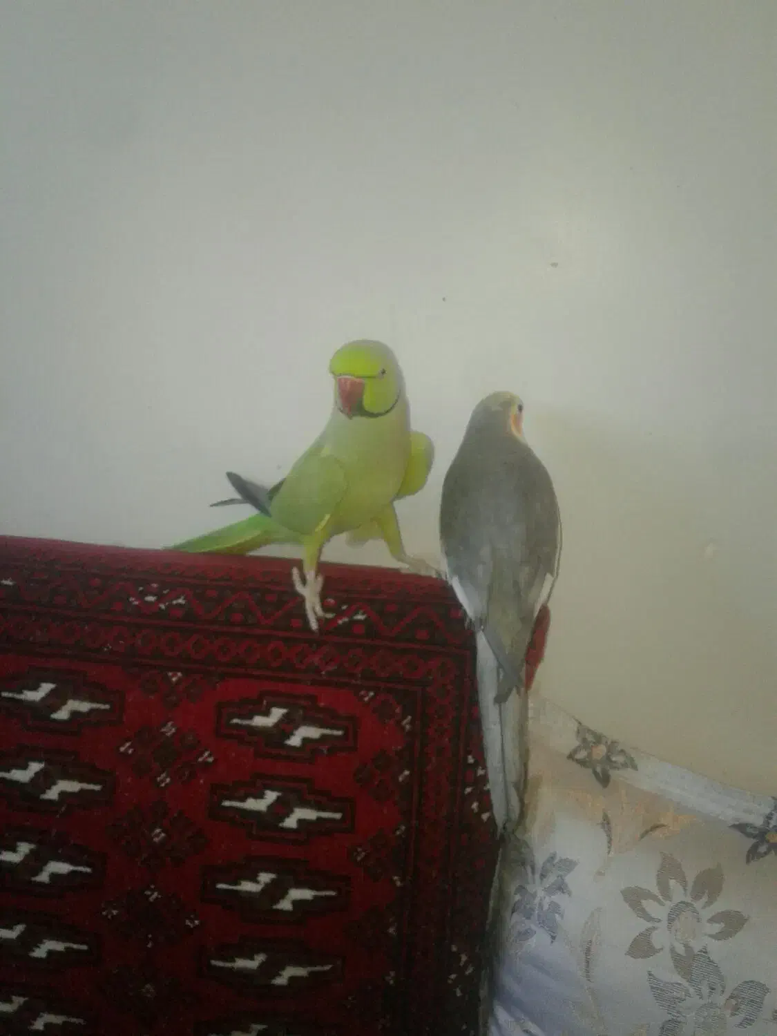 عروس هلندی سخنگونر|پرنده|فردوس (خراسان), |دیوار