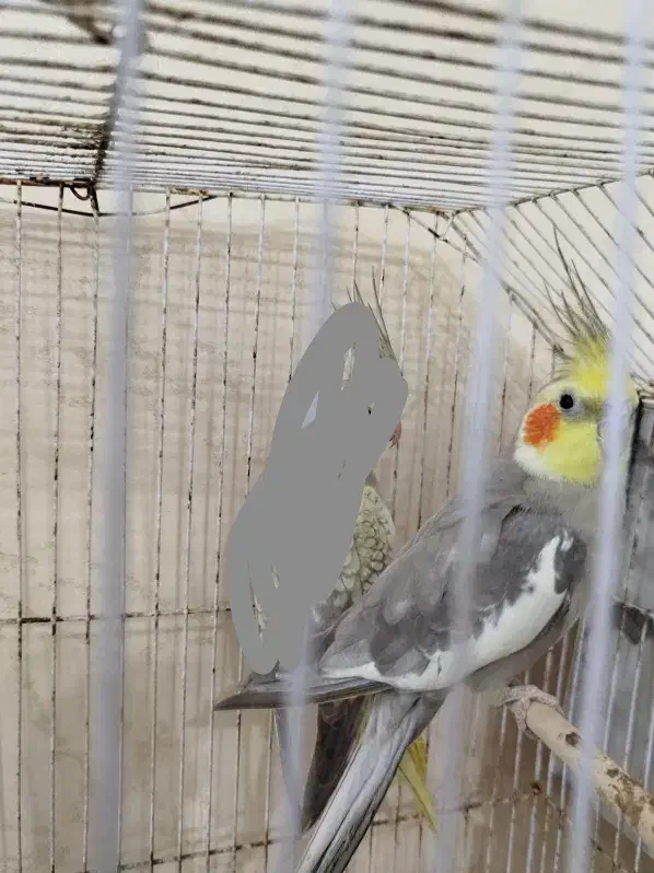 عروس هلندی|پرنده|هندیجان, |دیوار