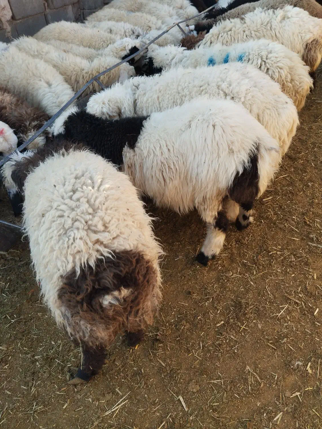 شیری بره|حیوانات مزرعه|بردسیر, |دیوار