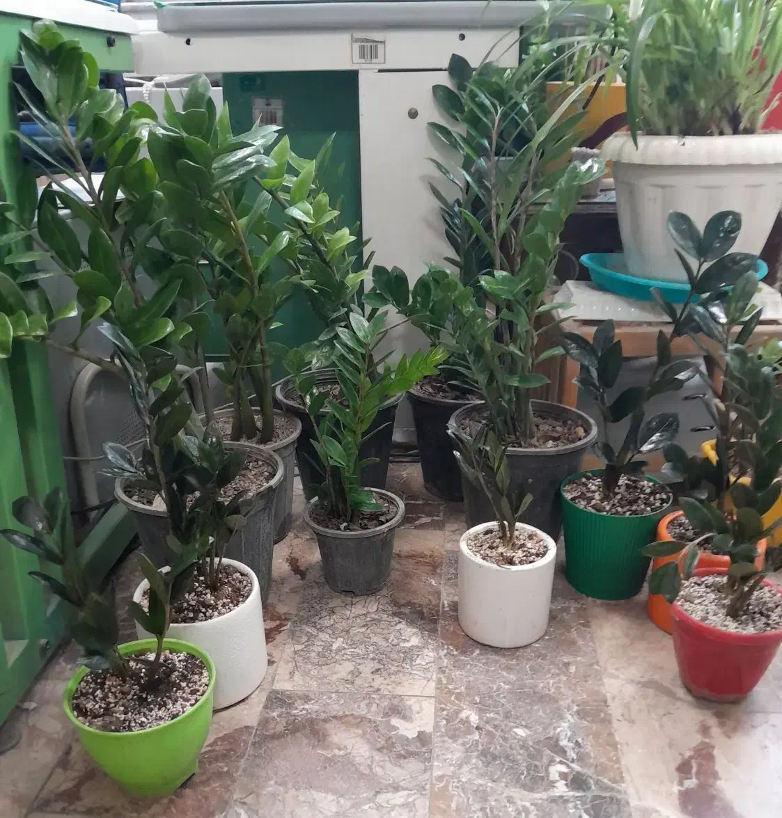 زامفولیا|گل و گیاه طبیعی|کرمانشاه, |دیوار