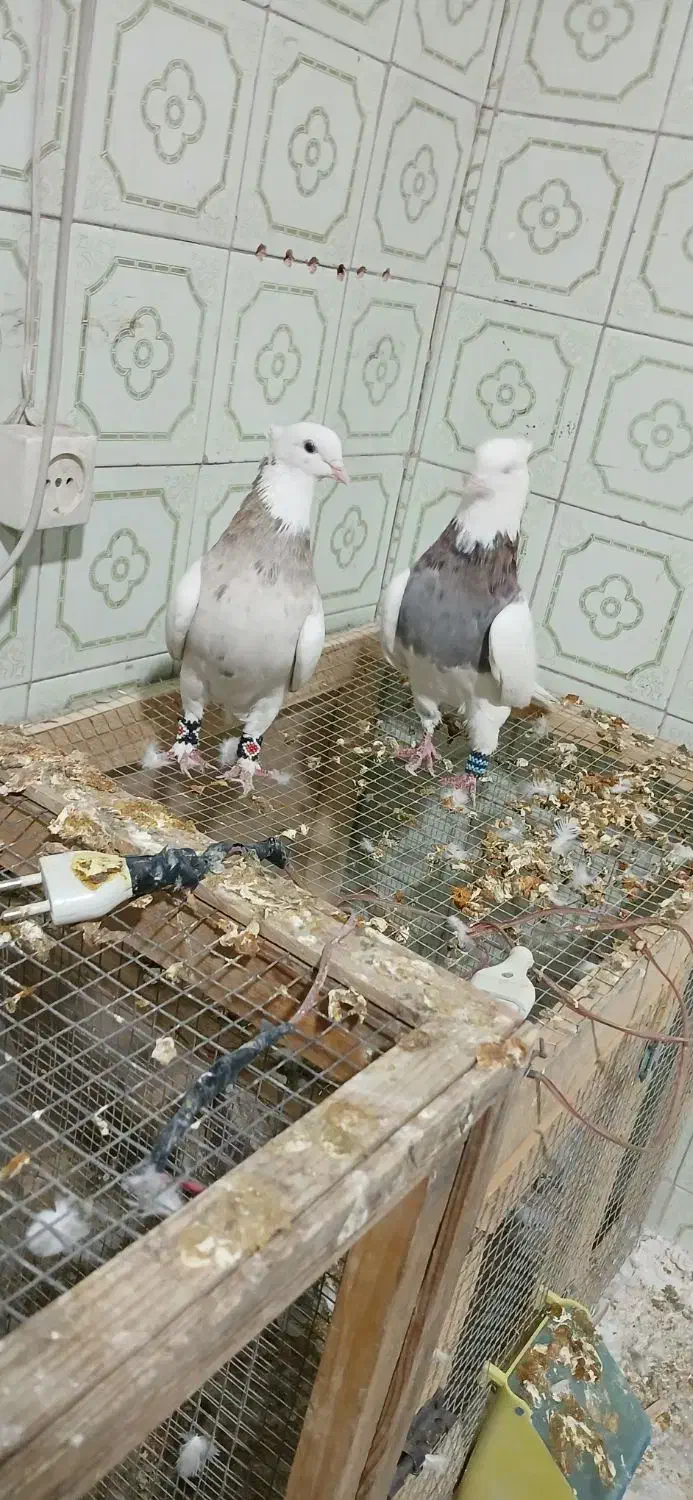 کفتر طوقی|پرنده|طبس, |دیوار