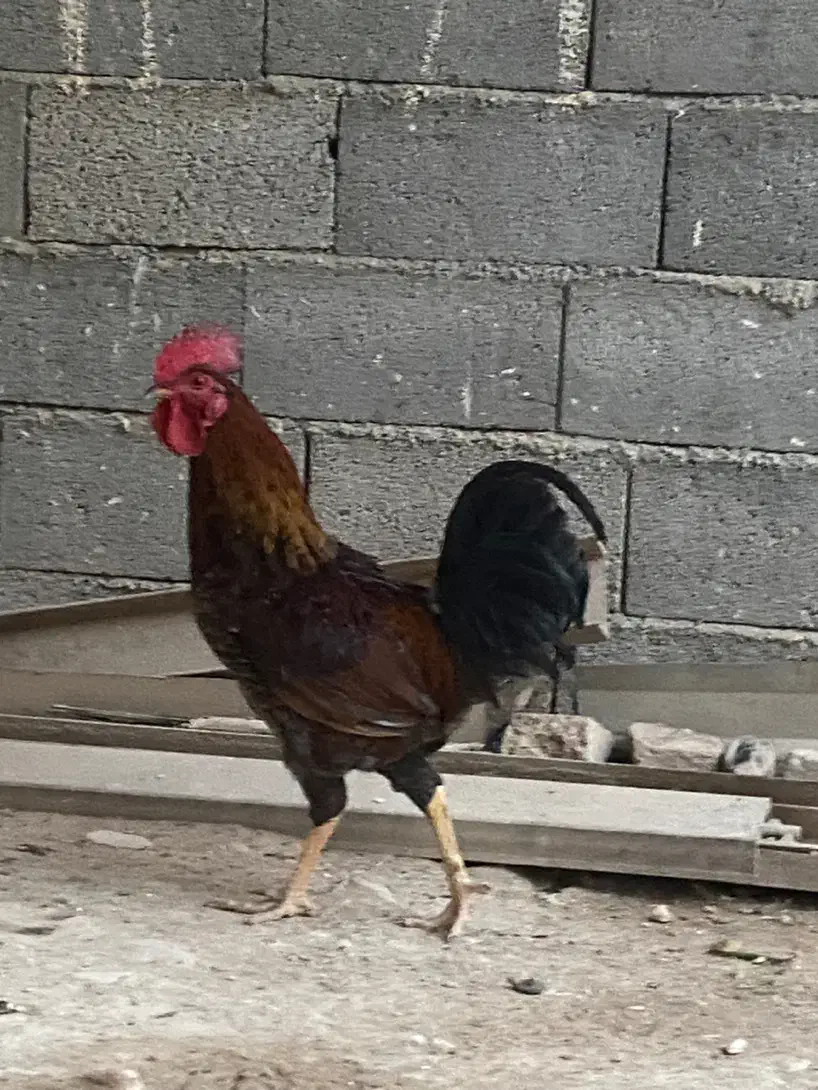 خروس کوردی|حیوانات مزرعه|سرپل ذهاب, |دیوار