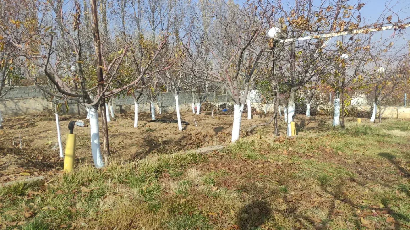 هرس فرم دهی و باردهی درختان میوه توسط استاد هرس|خدمات باغبانی و درختکاری|تبریز, |دیوار