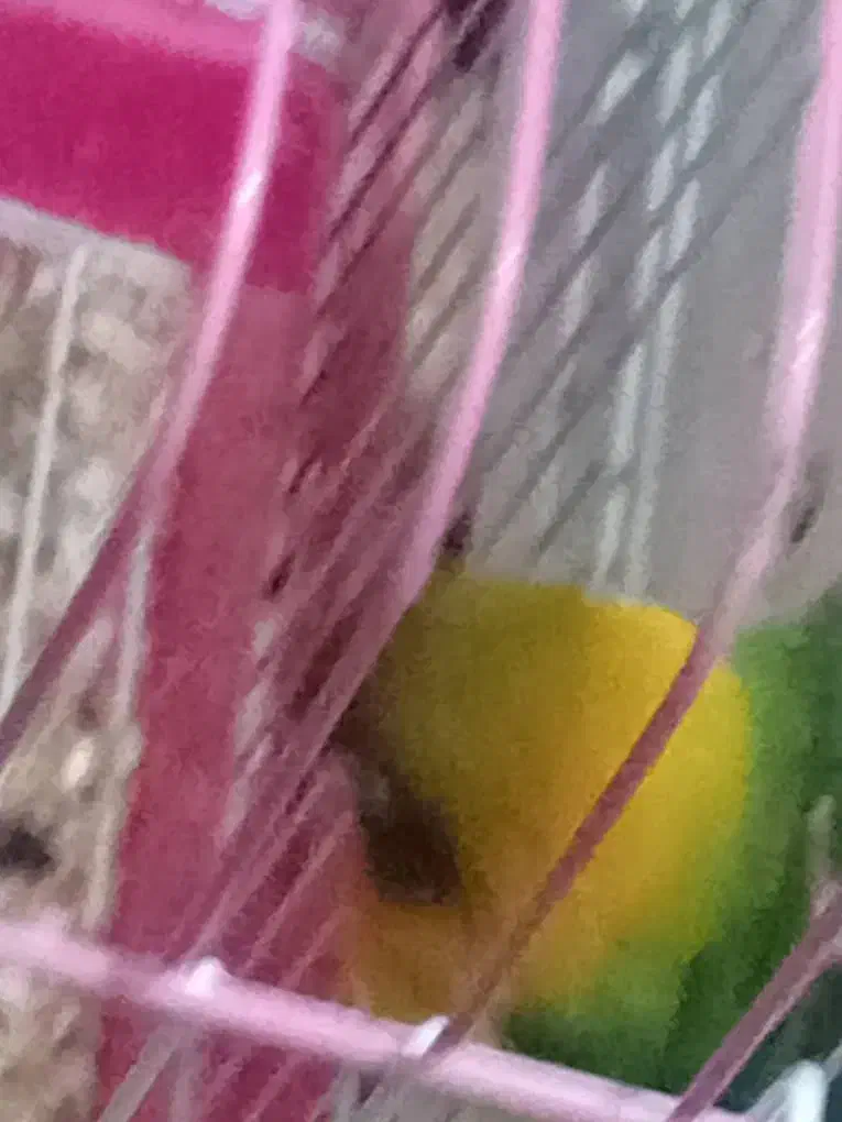 ۵تا|پرنده|خرمشهر, |دیوار