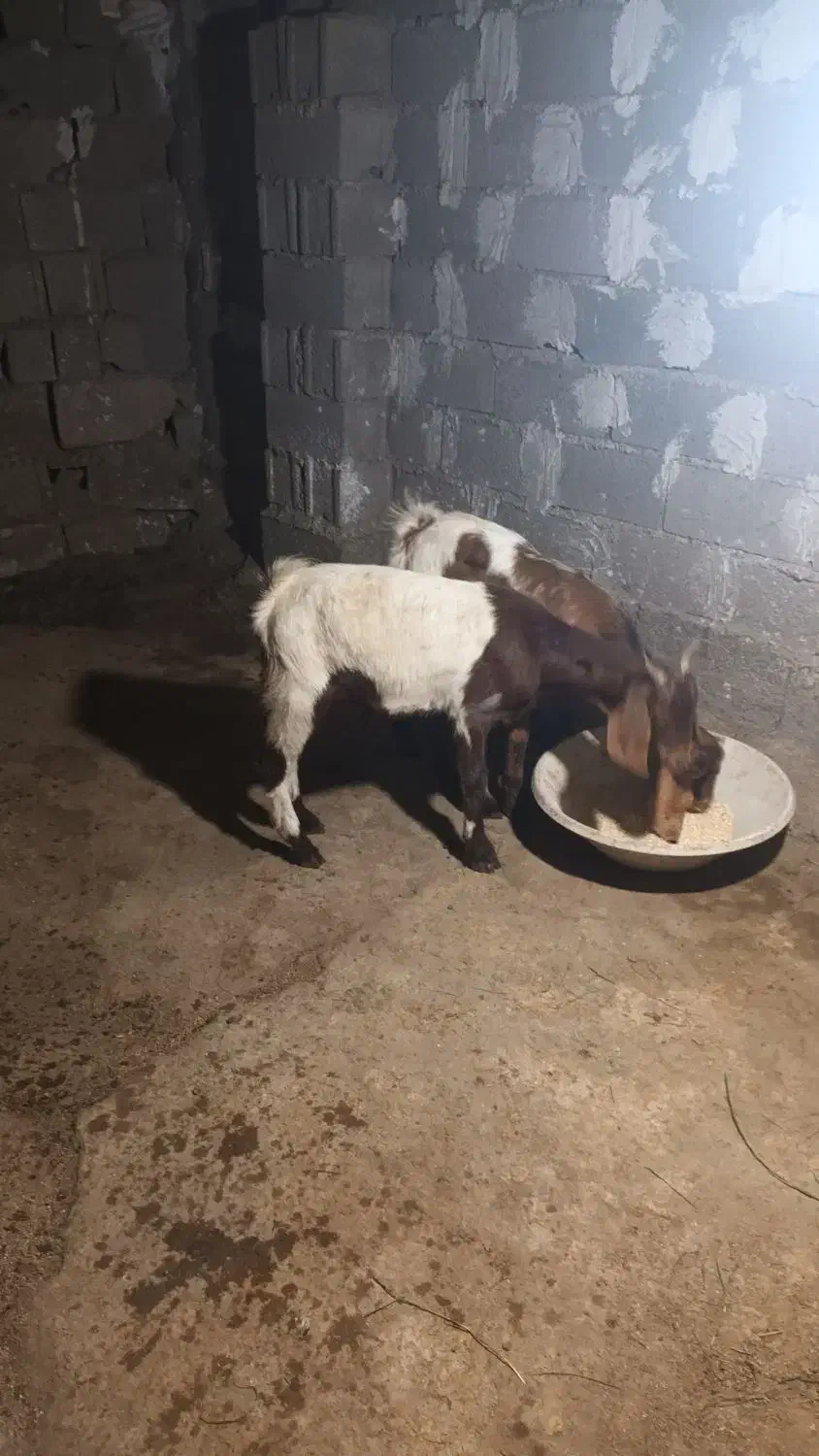 بز بزغاله پاکستانی نر پاکستانی دورگ سانان ماده|حیوانات مزرعه|دابودشت, |دیوار