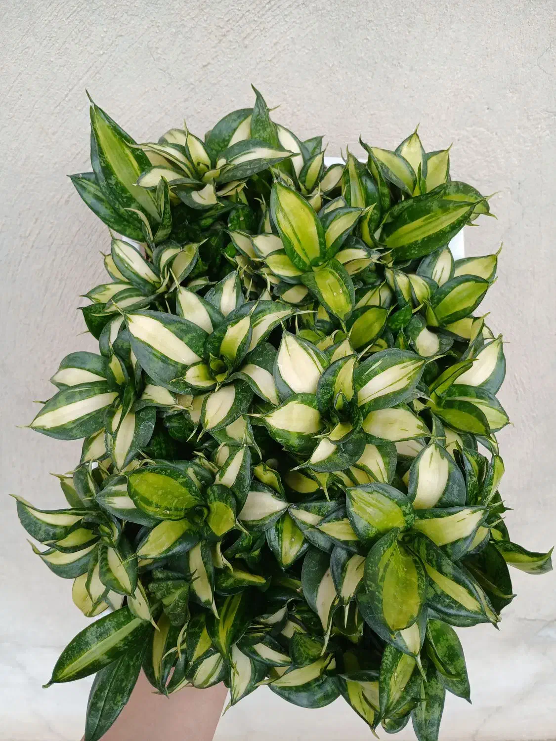 سانسوریا کلکسیونی|گل و گیاه طبیعی|کرمانشاه, |دیوار