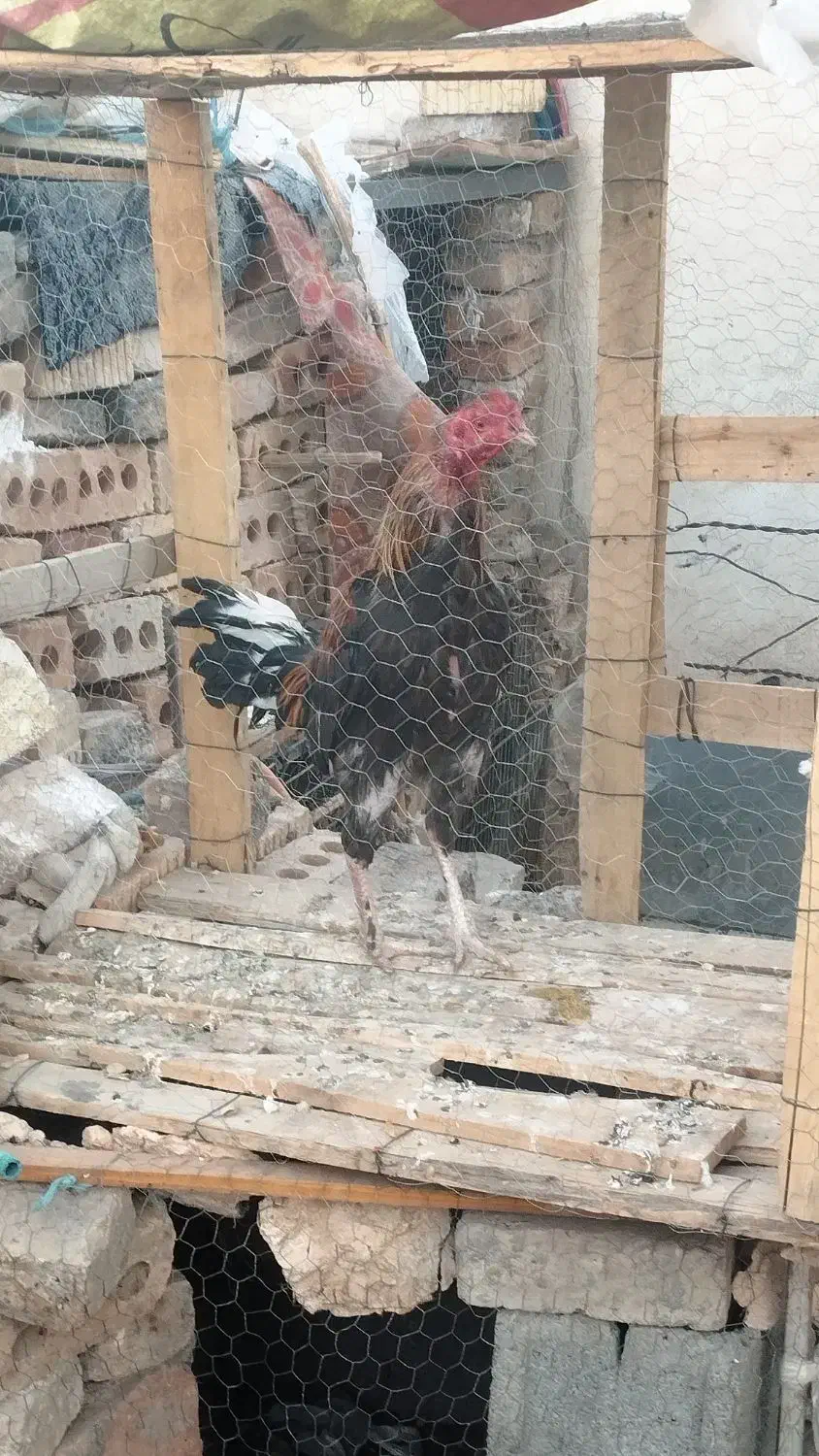 سلام خروس|حیوانات مزرعه|ایرانشهر, |دیوار