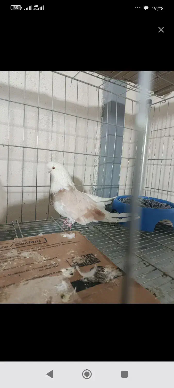 کبوتر نوک قنار|پرنده|رباطکریم, شترخوار|دیوار