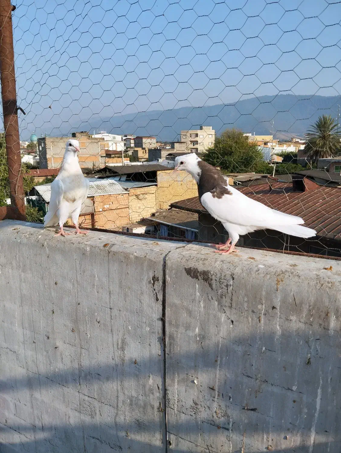 کبوتر طوقی|پرنده|دلند, |دیوار