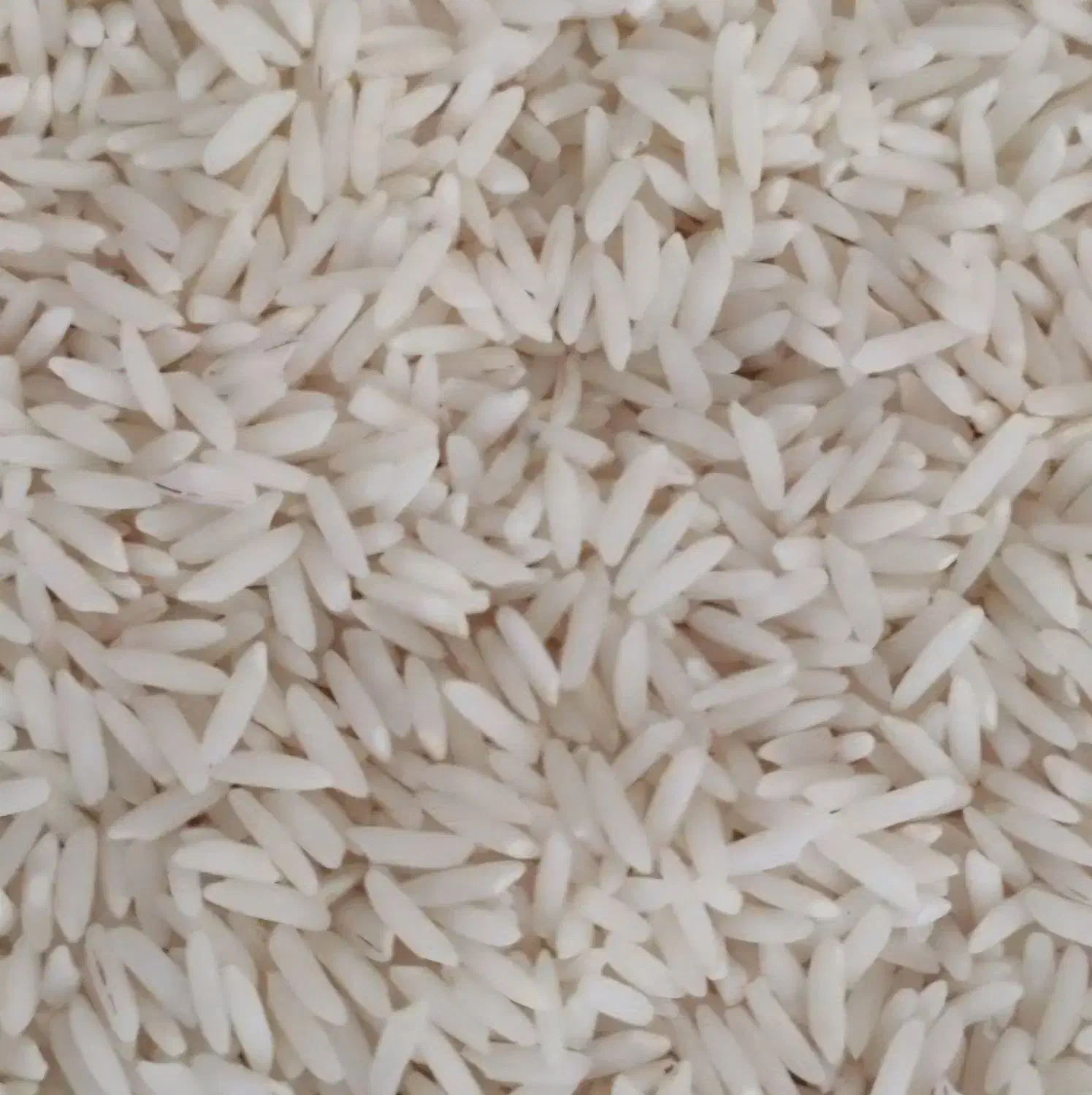 برنج طارم فقط 10کیلو مانده کیلویی260 هزار تومان|خوردنی و آشامیدنی|مهدی شهر, |دیوار