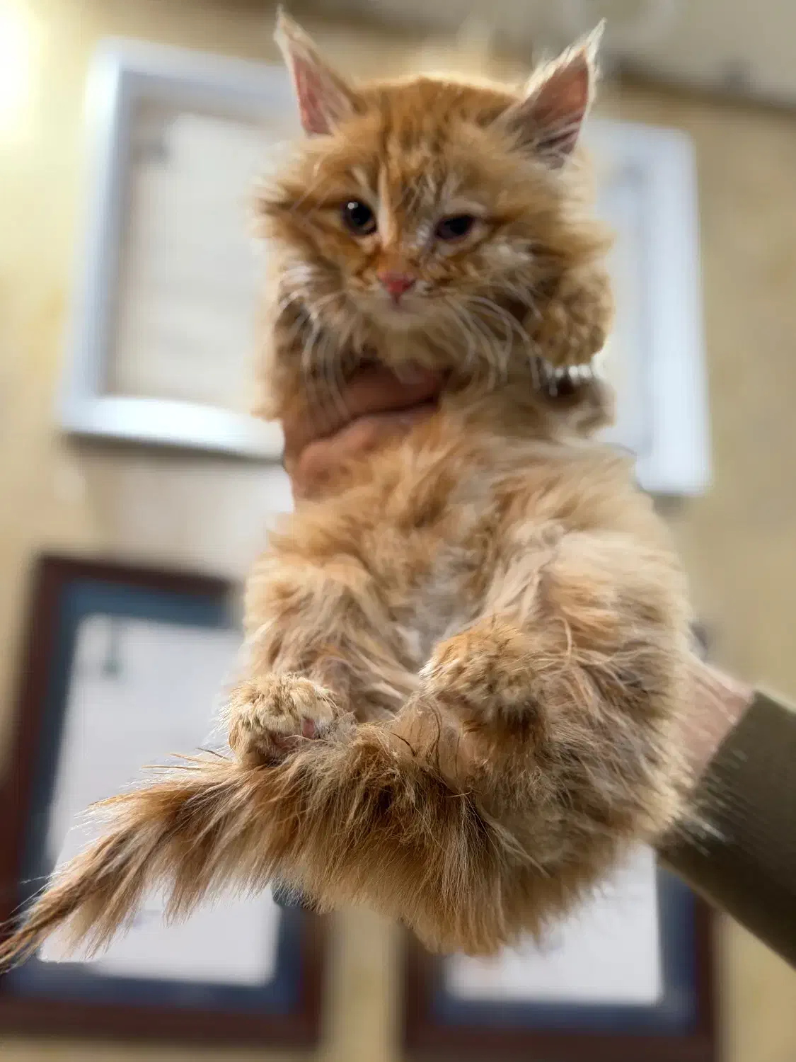 گربه|گربه|تهران, اکباتان|دیوار