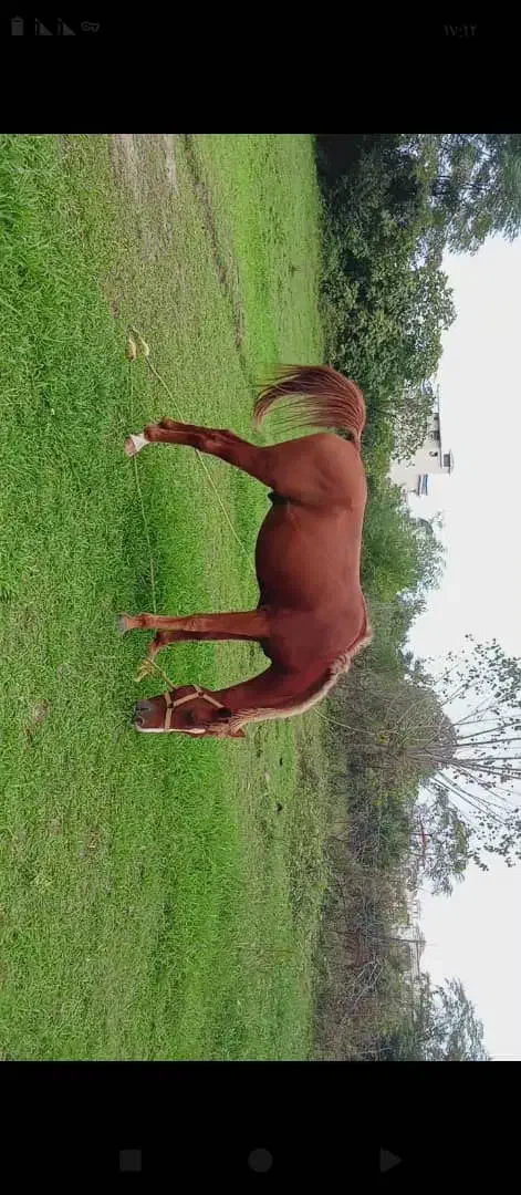 اسب های سواری وباری|اسب و تجهیزات اسبسواری|رامسر, |دیوار