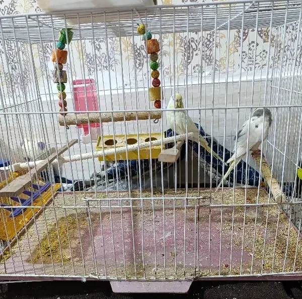 سلام|پرنده|مشهد, چهنو|دیوار