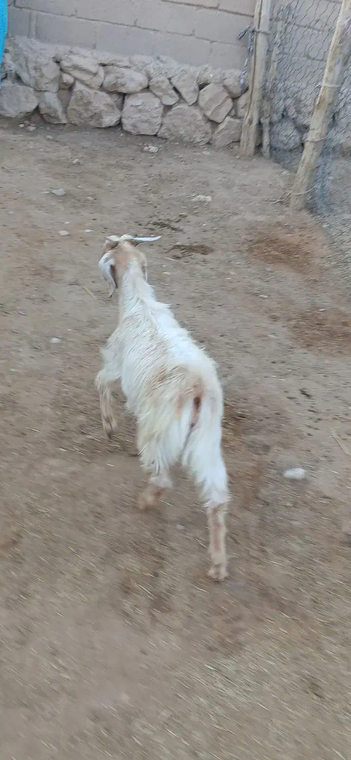 یه دونه کهره نر قیمت ۵۷۰۰|حیوانات مزرعه|داراب, |دیوار