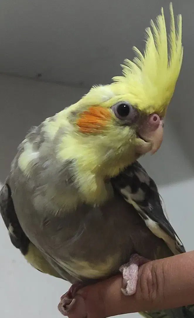 عروس هلندی|پرنده|کرمان, |دیوار