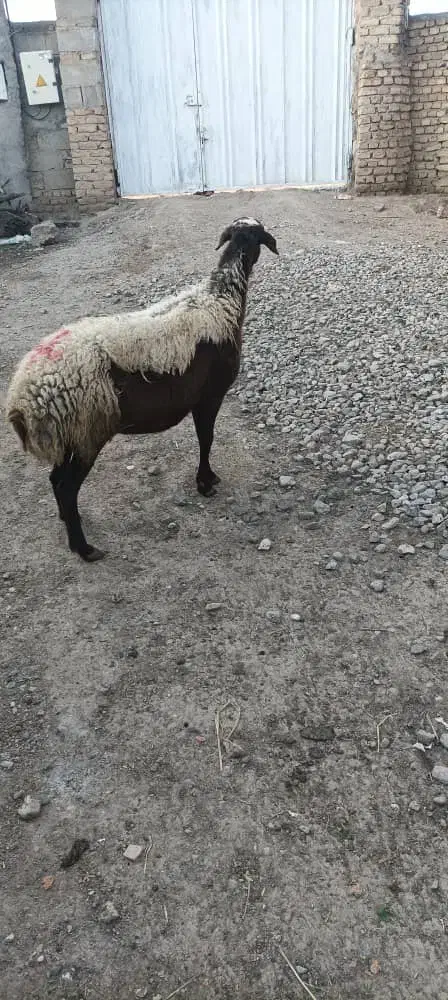 گوسفند سه ماه آبست|حیوانات مزرعه|سنگدوین, |دیوار