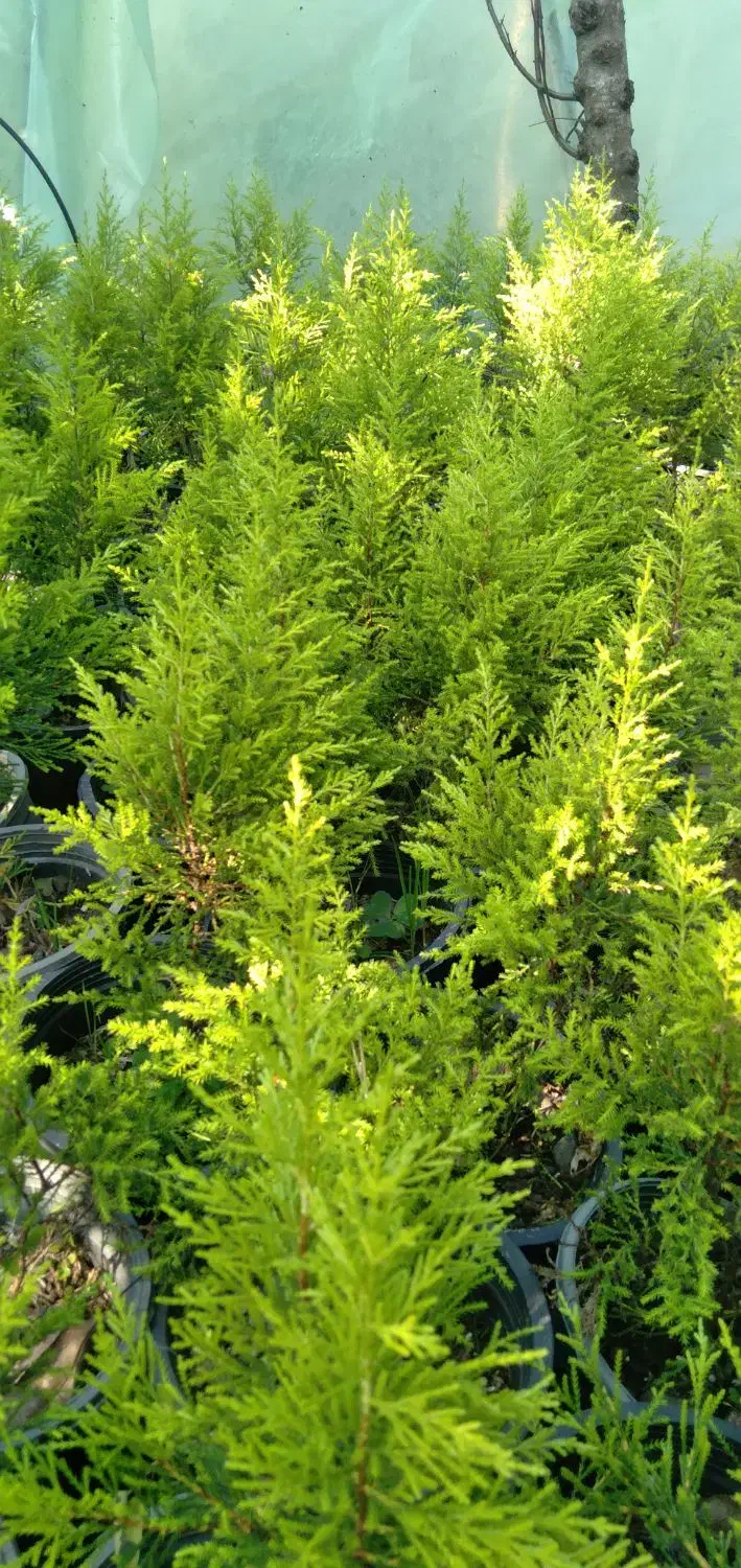 گیاهان زینتی|گل و گیاه طبیعی|کلاچای, |دیوار