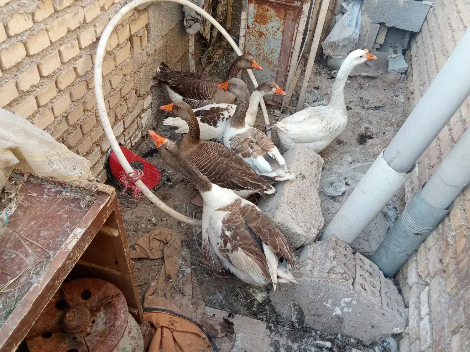 غاز|حیوانات مزرعه|خرمشهر, |دیوار