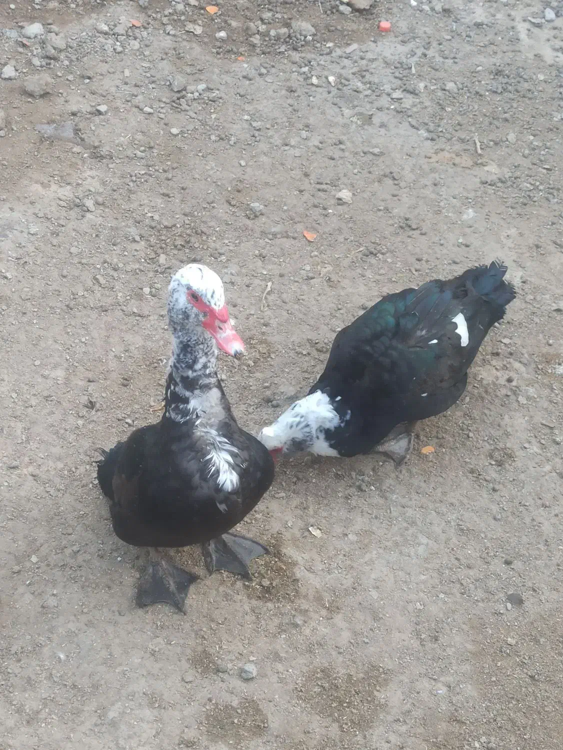 سه عدداوردک نرفروشی|حیوانات مزرعه|زهک, |دیوار