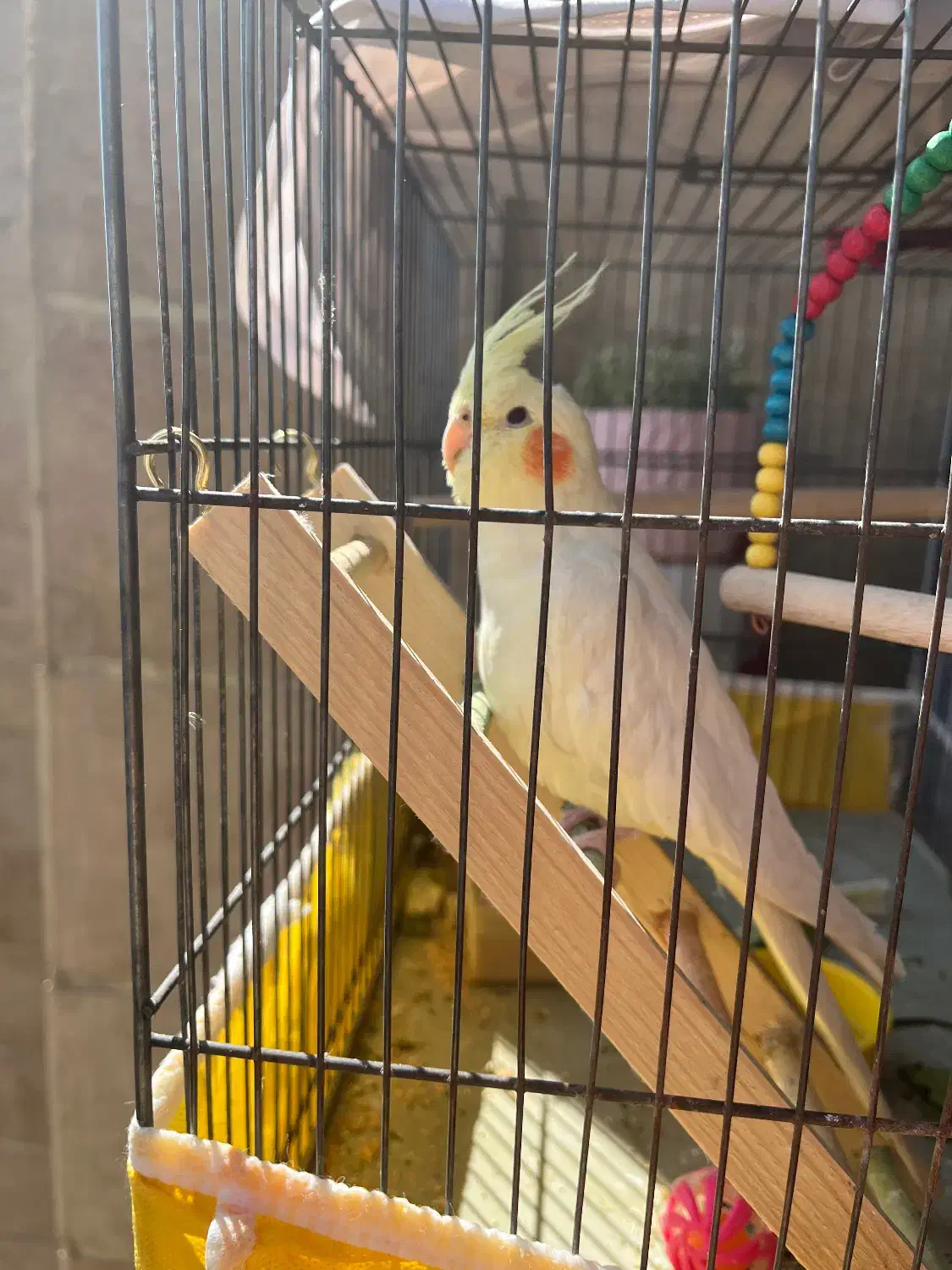 عروس هلندی دستی|پرنده|شیراز, دشت چنار|دیوار