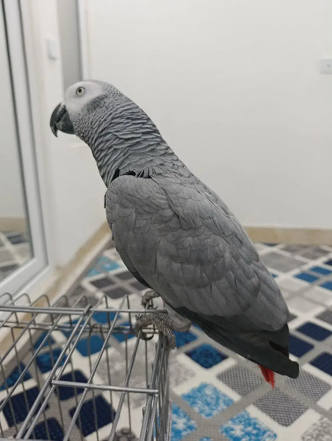 کاسکو رام و دستی و کلام دار بدون گاز گرفتن|پرنده|خورموج, |دیوار