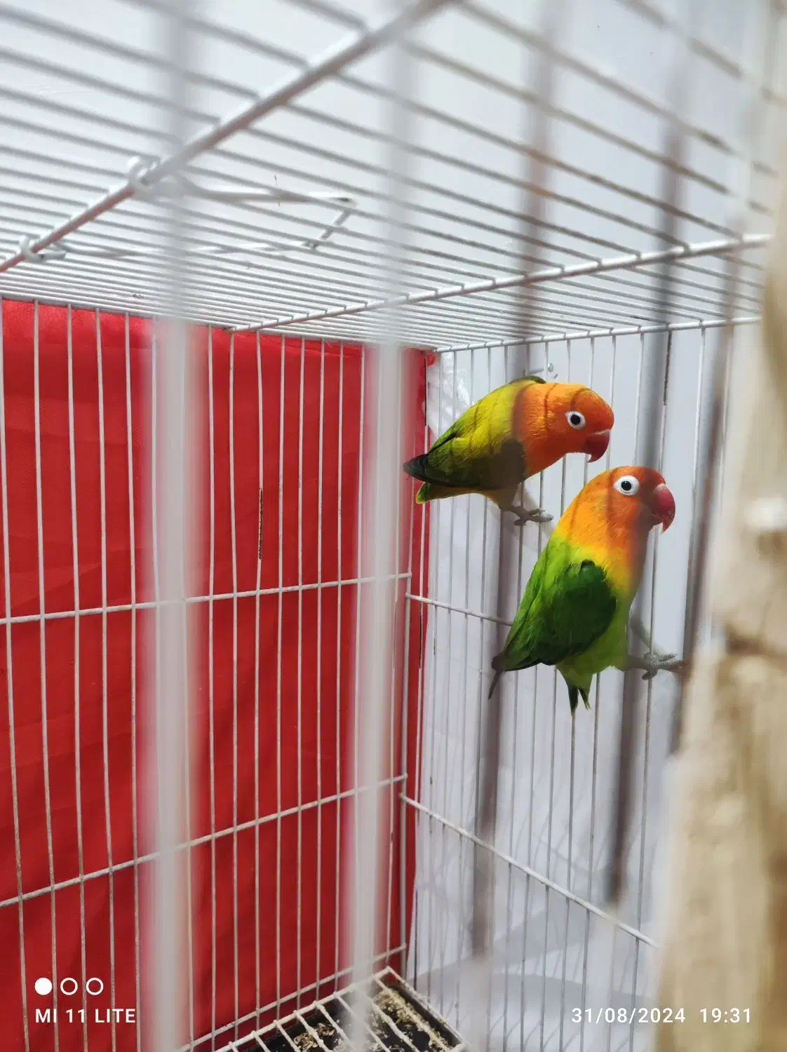 جفت کوتوله باتخم|پرنده|مشهد, شفا|دیوار