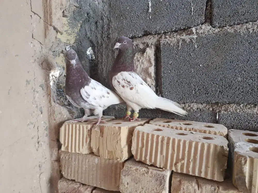 کله سرخ نرو ماده|پرنده|مرودشت, زنگی آباد|دیوار