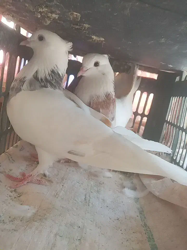 کبوتر|پرنده|مسجد سلیمان, |دیوار