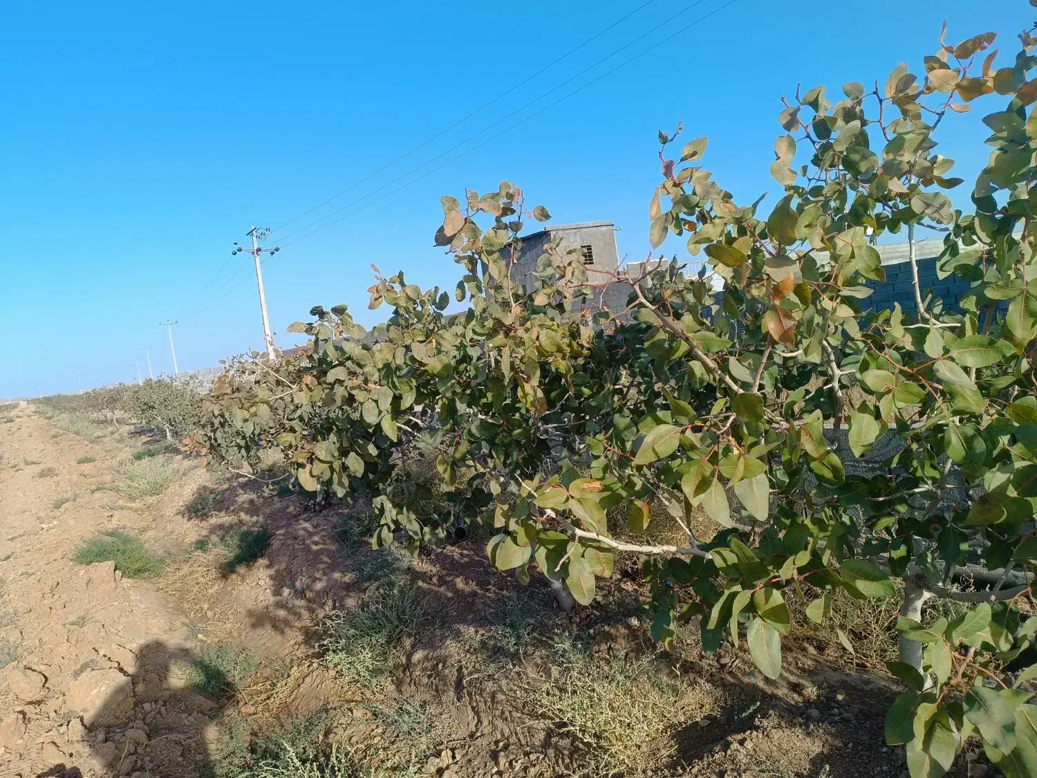 سه هکتار باغ پسته نوساله ملکی|فروش دفتر صنعتی، کشاورزی، تجاری|رضویه, |دیوار