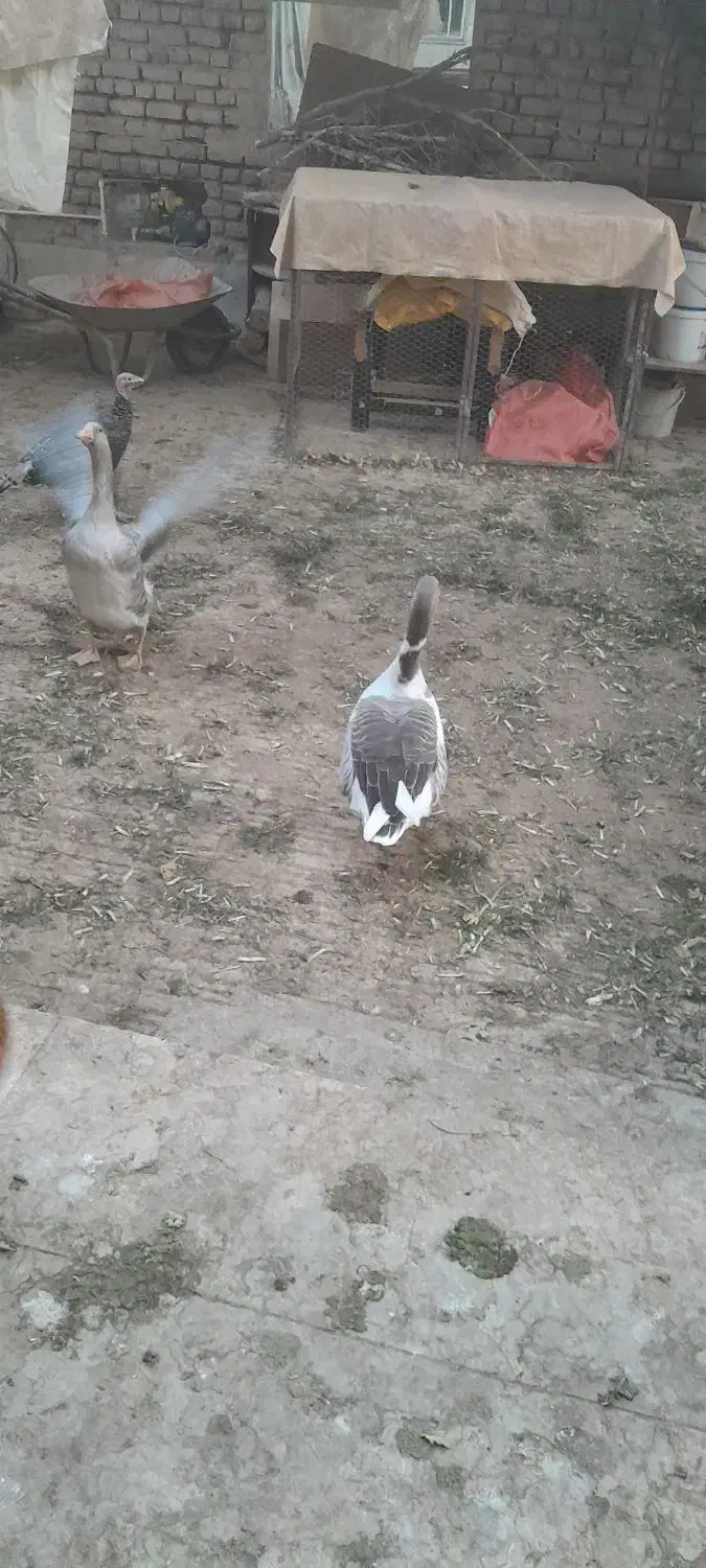 دو عدد غاز خانگی|حیوانات مزرعه|شاهدشهر, |دیوار