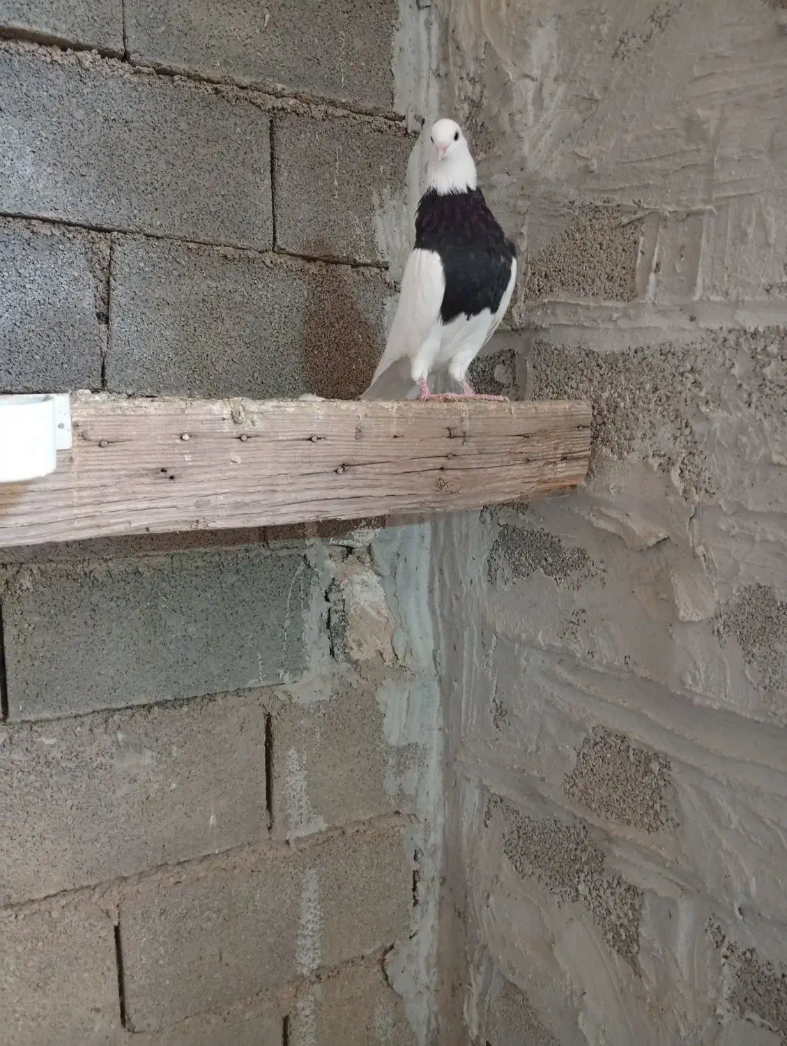 طوقی سیاه|پرنده|امیدیه, |دیوار