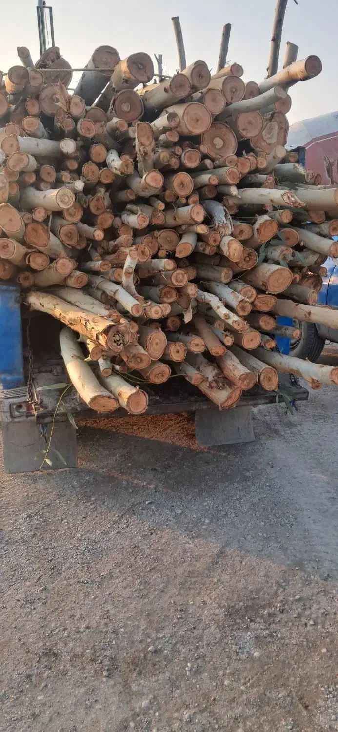 چوب|خدمات باغبانی و درختکاری|شوش, |دیوار