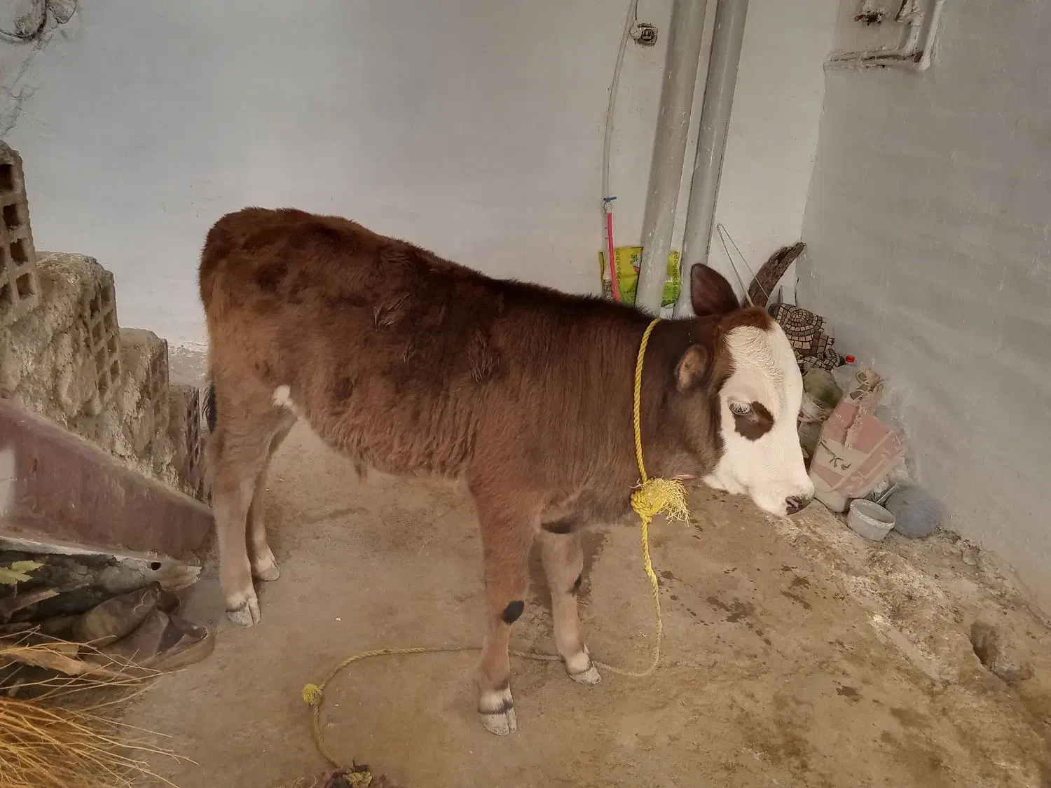 دو عدد گوساله جنس نر|حیوانات مزرعه|کوهدشت, |دیوار