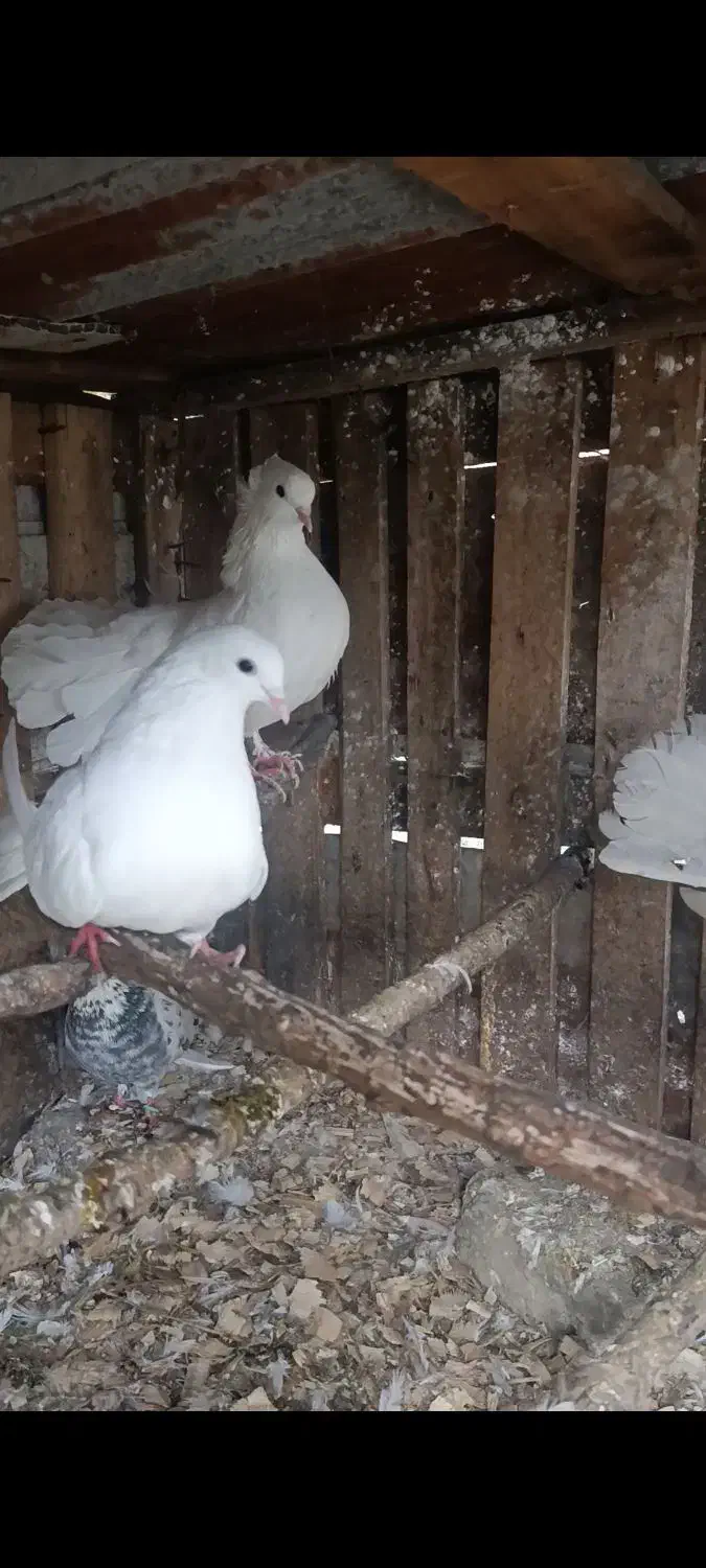 دو جفت کبوتر دم طاووسی سفید|پرنده|رشت, توشیبا|دیوار