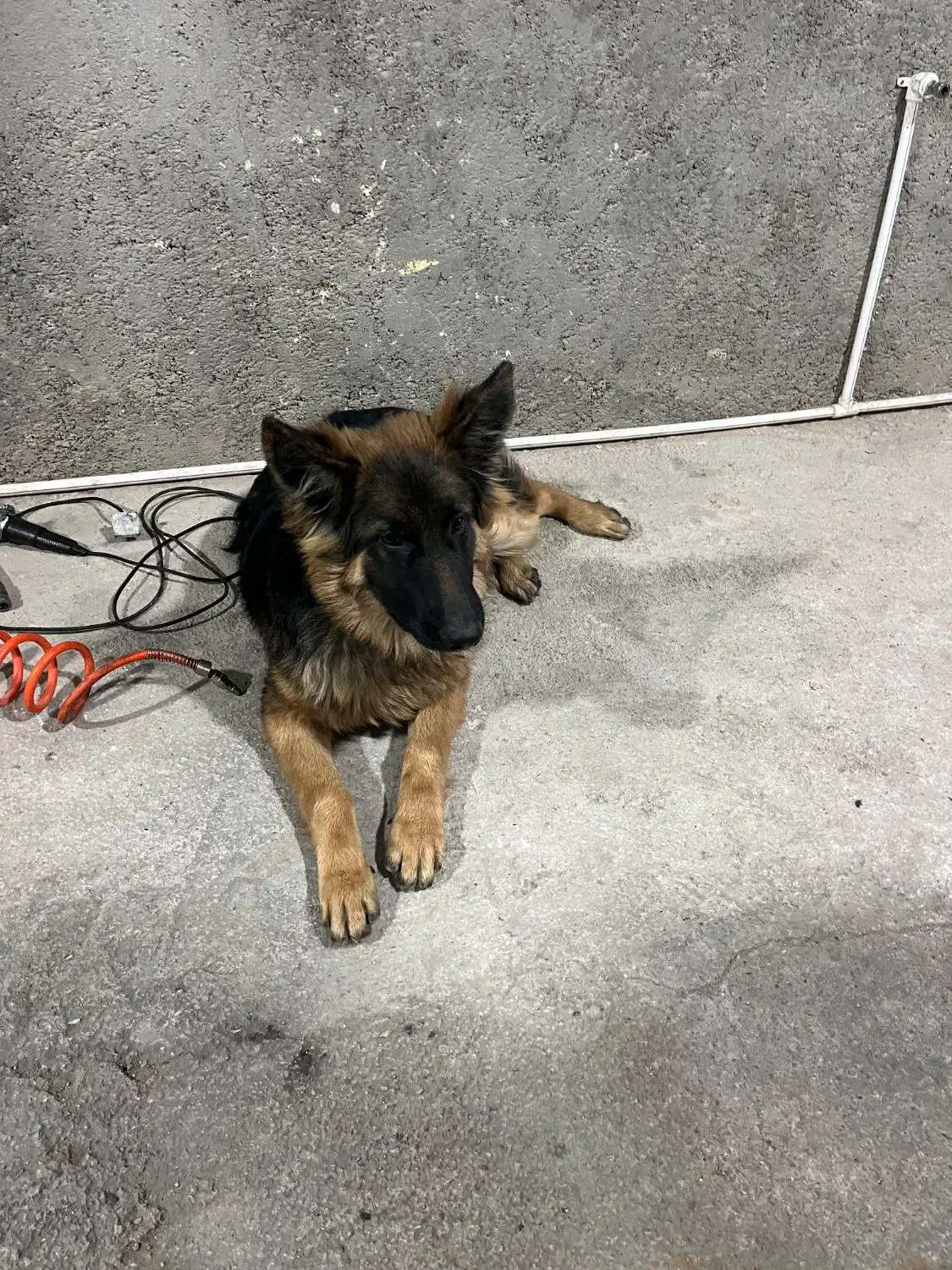 سگ ژرمن شولاین|سگ|شاهرود, |دیوار