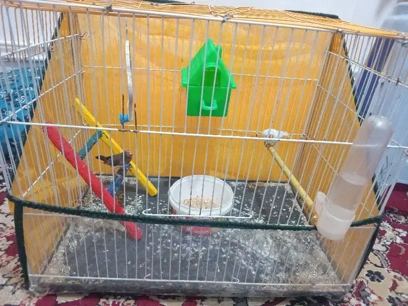 فنچ|پرنده|نهبندان, |دیوار