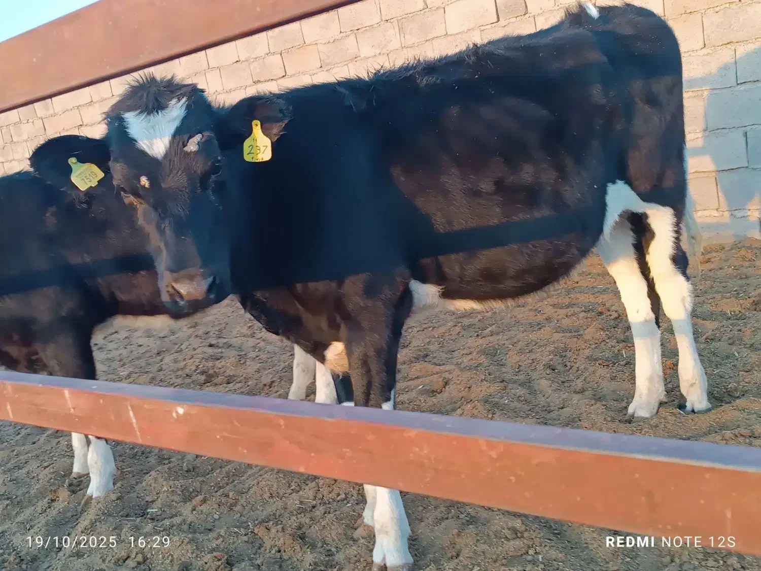 گوساله|حیوانات مزرعه|بالا ولایت, |دیوار