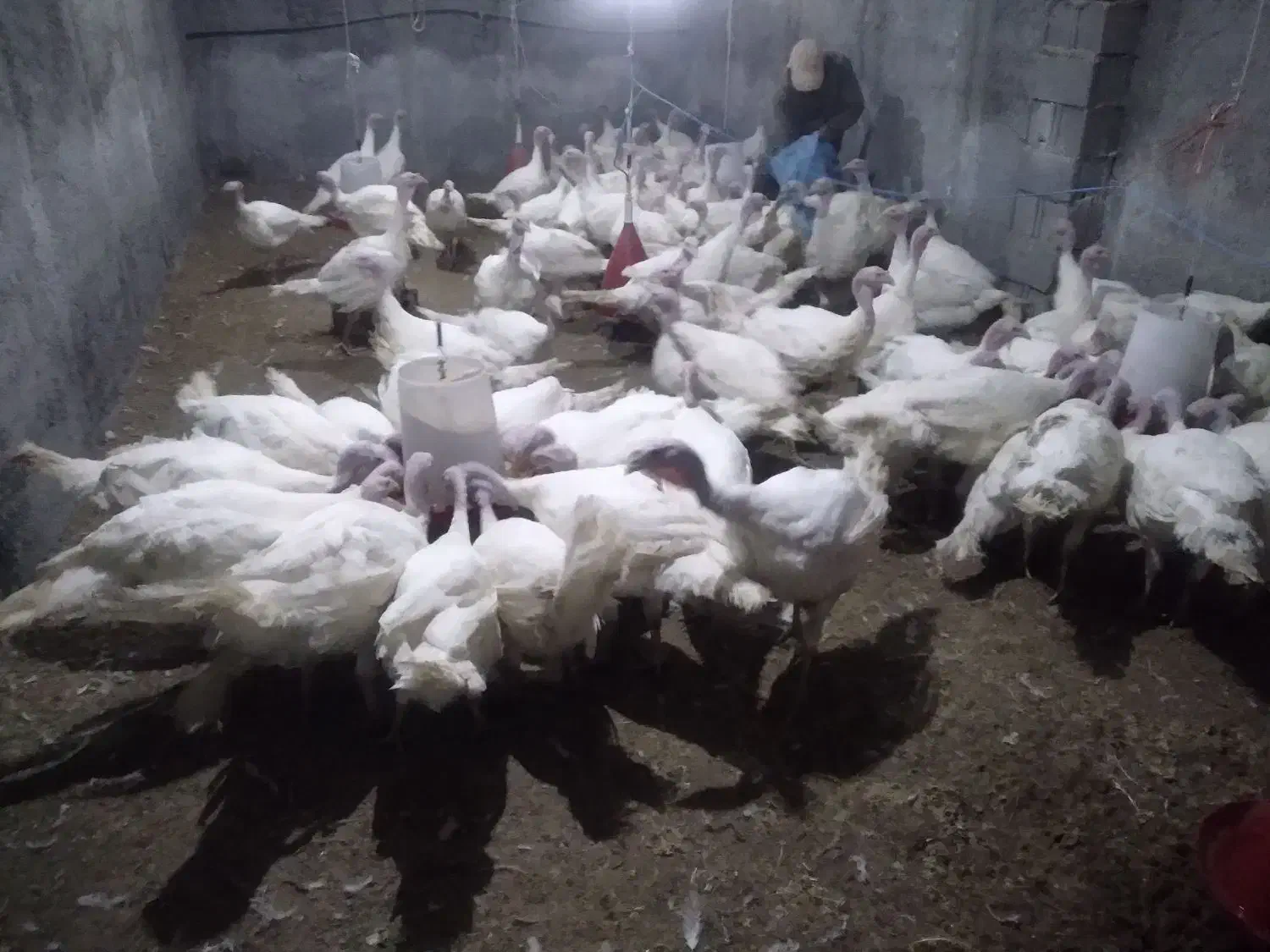 بوقلمون بیوتی گوشتی|حیوانات مزرعه|تهران, شهرک استقلال|دیوار